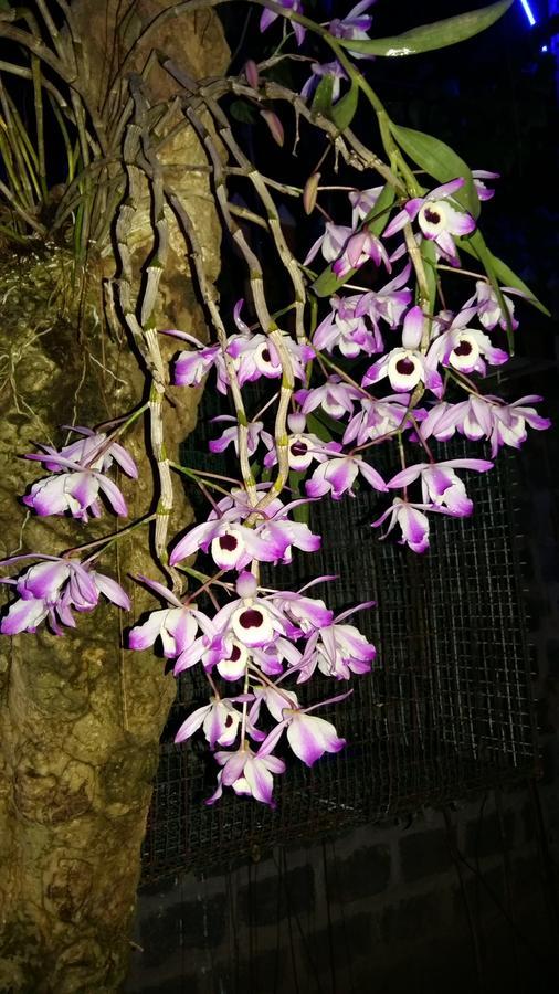Homestay Lan Rung Nghia Lo 외부 사진